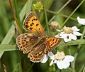 Lycaena virgaureae, femelă - vedere dorsală