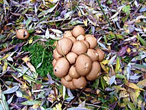 Peervormige stuifzwam (Lycoperdon pyriforme)