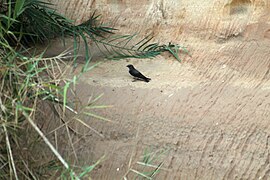 Maskarenenzwaluw (Phedina borbonica)