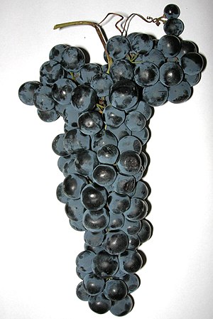 Mature Tempranillo grape cluster with characte...
