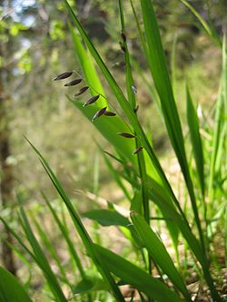 Nokarenā pumpursmilga Melica nutans