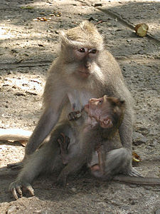 Situnggil macaque ring Alas Bojog Ubud