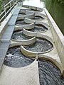 Lachstreppe vor der Schleusau-„Quelle“