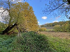 Feuchtbrache im Mündungsgebiet der Hesselbecke in die Maasbecke