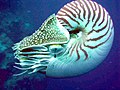 Thumbnail for Chambered nautilus