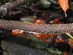 Harilik komuseen Nectria cinnabarina