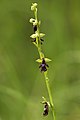 Ophrys insectifera