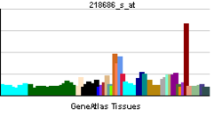 PBB GE RHBDF1 218686 s at tn.png