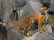Panthera tigris corbetti (Tierpark Berlin) 841-723-(118).jpg