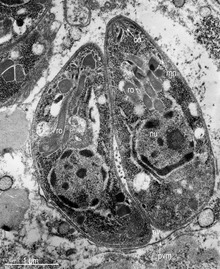 Two tachyzoites of Toxoplasma gondii, transmission electron microscopy Parasite140105-fig3 Toxoplasmosis in a bar-shouldered dove - TEM of 2 tachyzoites.tif