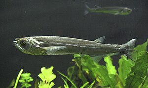 Rhaphiodon vulpinus