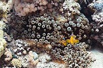 Peces payaso (Amphiprion bicinctus) en una anémona burbuja.