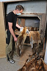 Endkontrolle von Rotfuchsfellen