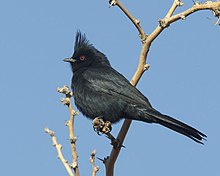 Svartsilkefugl, Phainopepla nitens Foto: Lip Kee Yap