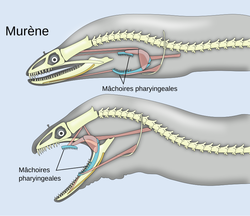 800px-Pharyngeal_jaws_of_moray_eels-fr.svg.png