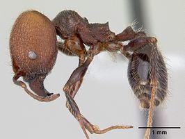 Pheidole obscurithorax