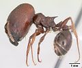 Суперсолдаты Pheidole rhea