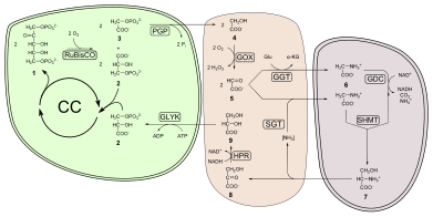 391px Photorespiration.svg