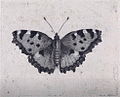 Schmetterling