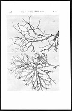 Description de l'image Plate_95_(Taylor,_1945).jpg.