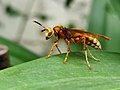 Polistes cavapyta in Brazil.