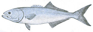 Bluefish