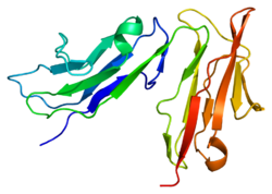 Белок FCGR3A PDB 1e4j.png