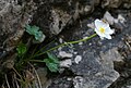 Alpen-Hahnenfuß (Ranunculus alpestris)