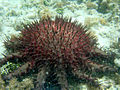 Acanthaster planci