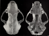 Revize skunků rodu Chincha (1901) pl. 6 M. m. hudsonica.png