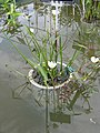 Sagittaria montevidensis en el estanque.