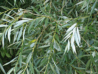 White Willow foliage; note white undersides of...