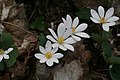 Sanguinaria canadensis 009.jpg