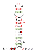 A consensus secondary structure and primary sequence for the 3` Sarcin-Ricin (or bulged-G) RNA motif.[8]