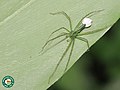 Weibchen der Gattung Schaenicoscelis mit Eikokon