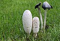 Shaggy ink caps feed on nematodes