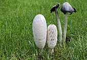 The hyphae of shaggy ink caps attack nematodes Schopftintling-Coprinus-comatus.jpg