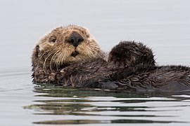 Otter with a sleepy expression half-submerged in water