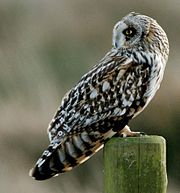 Short Eared Owl (Asio flammeus) - cropped.jpg