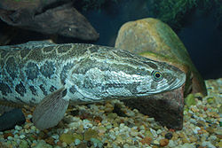 Snakehead - Channa argus 2.jpg