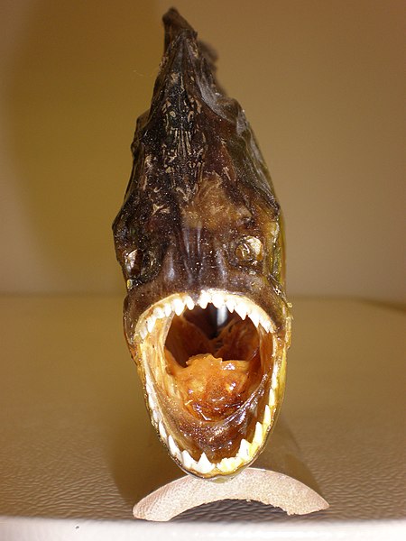 File:Souvenir piranha front.JPG