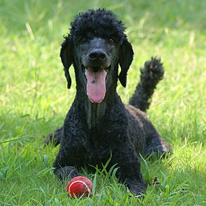 A black Standard Poodle (Caniche).