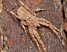 Le céphalothorax de ce type d'araignées peut aussi être qualifié de « cordiforme ».