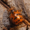 Slunéčko vojtěškové (Subcoccinella vigintiquatuorpunctata)