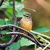 Sulpher-bellied Warbler (Phylloscopus griseolus)at Sindhrot near Vadodara, Gujrat Pix 175.jpg