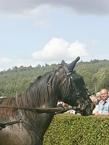 Tête d'un trotteur français