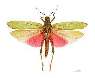 חגב מהמין Titanacris picticrus- גינאה הצרפתית