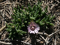 Trichodiadema occidentale