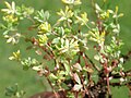 Trifolium dubium Inflorescences