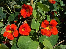 Tropaeolum majus.JPG